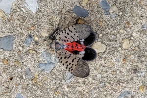 Spotted Lanternfly Tree Barrier Strip 